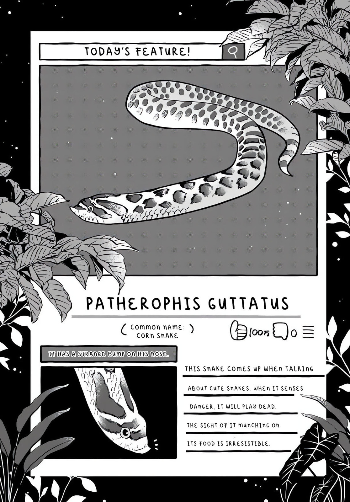 Tonari no Hachuurui-kun