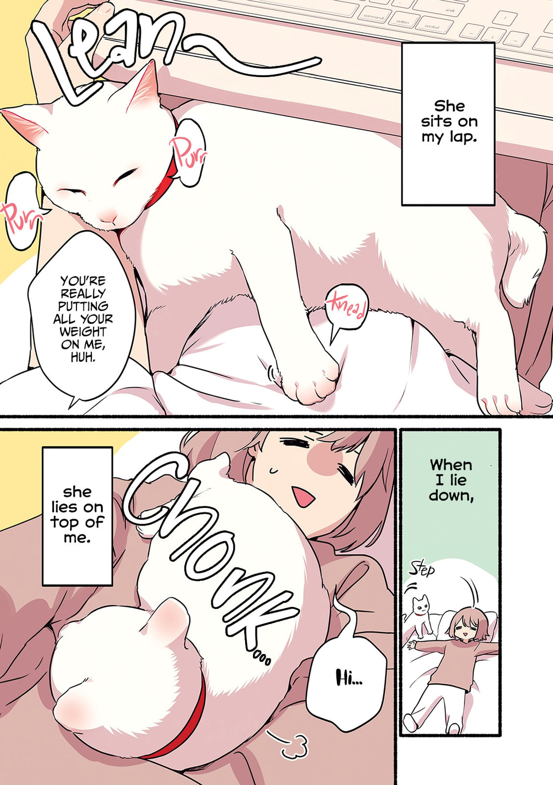 Miko, A White Cat That Wants To Be Loved