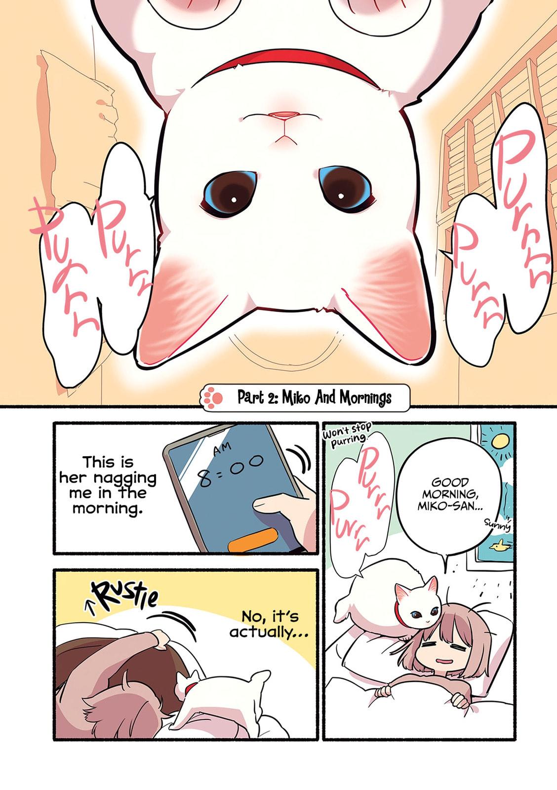 Miko, A White Cat That Wants To Be Loved