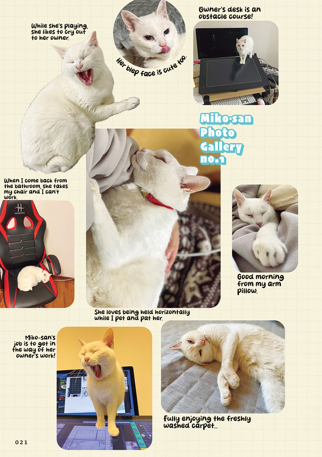 Miko, A White Cat That Wants To Be Loved