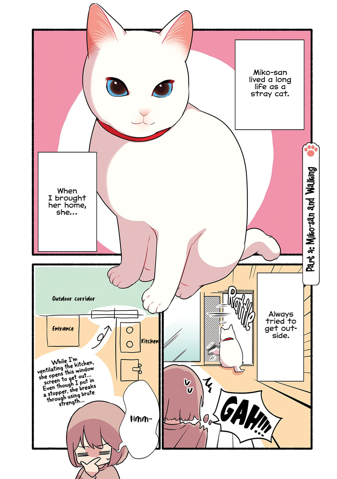 Miko, A White Cat That Wants To Be Loved