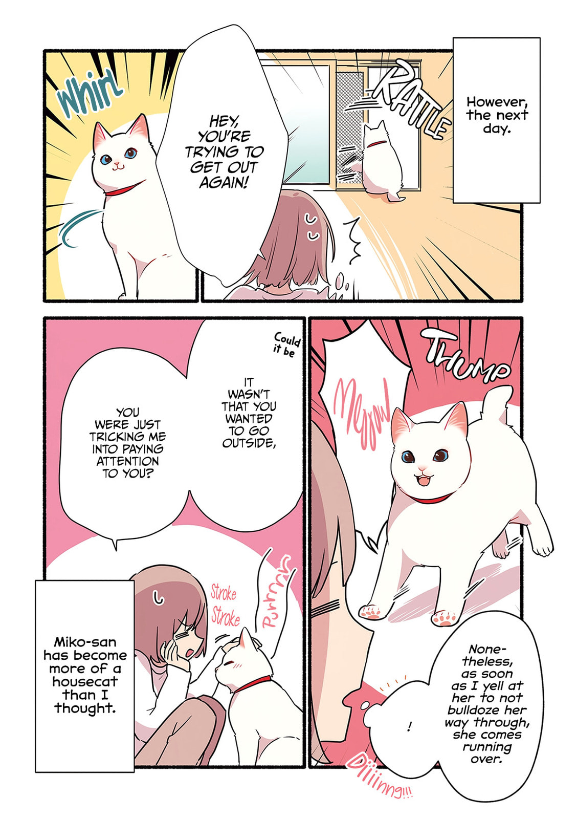 Miko, A White Cat That Wants To Be Loved