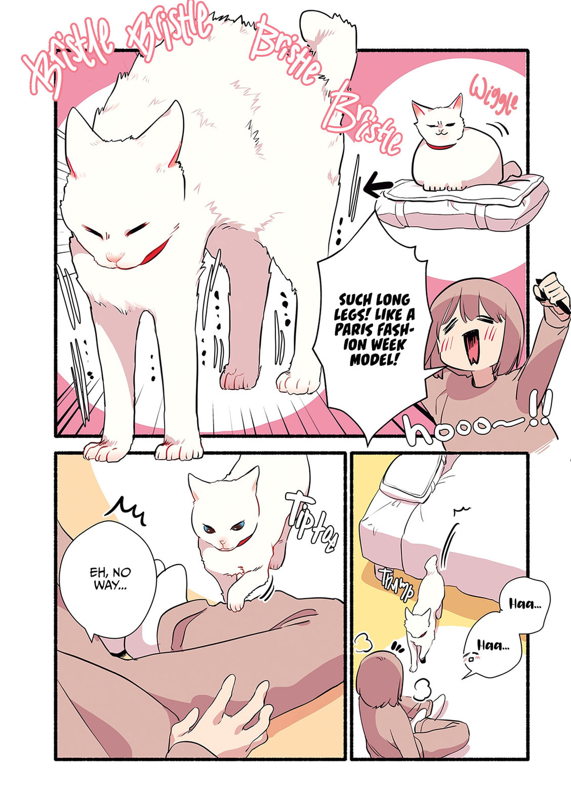 Miko, A White Cat That Wants To Be Loved