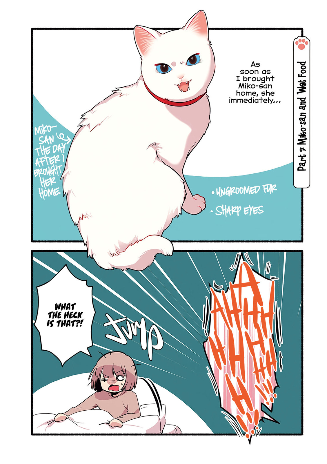 Miko, A White Cat That Wants To Be Loved