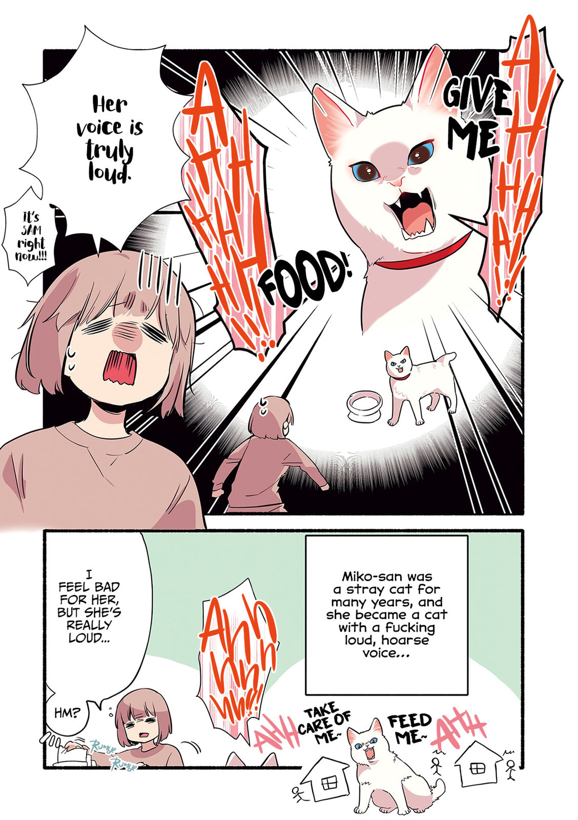 Miko, A White Cat That Wants To Be Loved