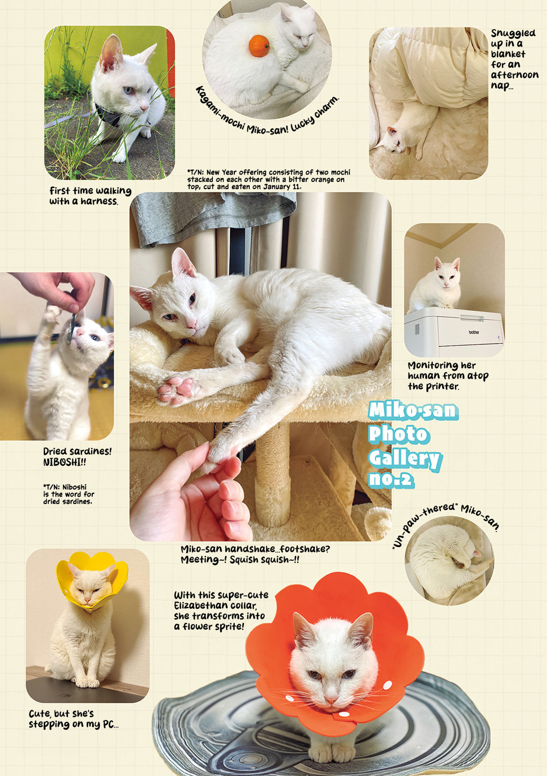 Miko, A White Cat That Wants To Be Loved