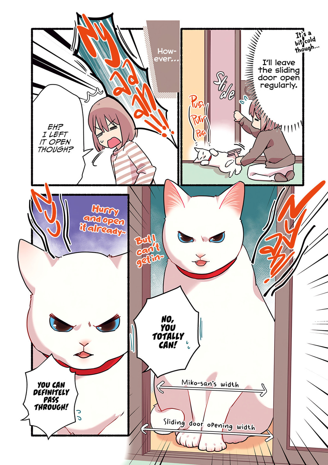 Miko, A White Cat That Wants To Be Loved