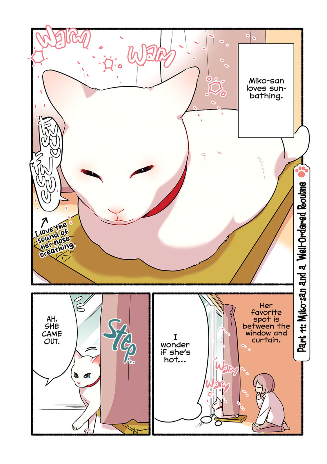 Miko, A White Cat That Wants To Be Loved