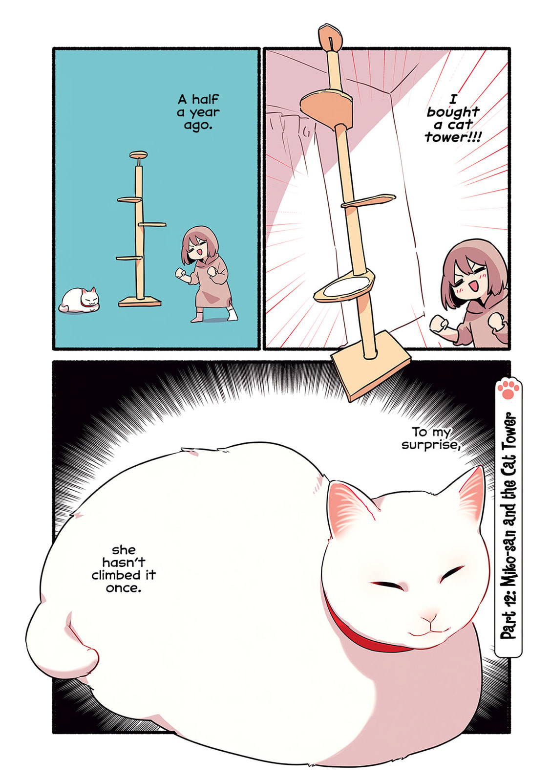 Miko, A White Cat That Wants To Be Loved