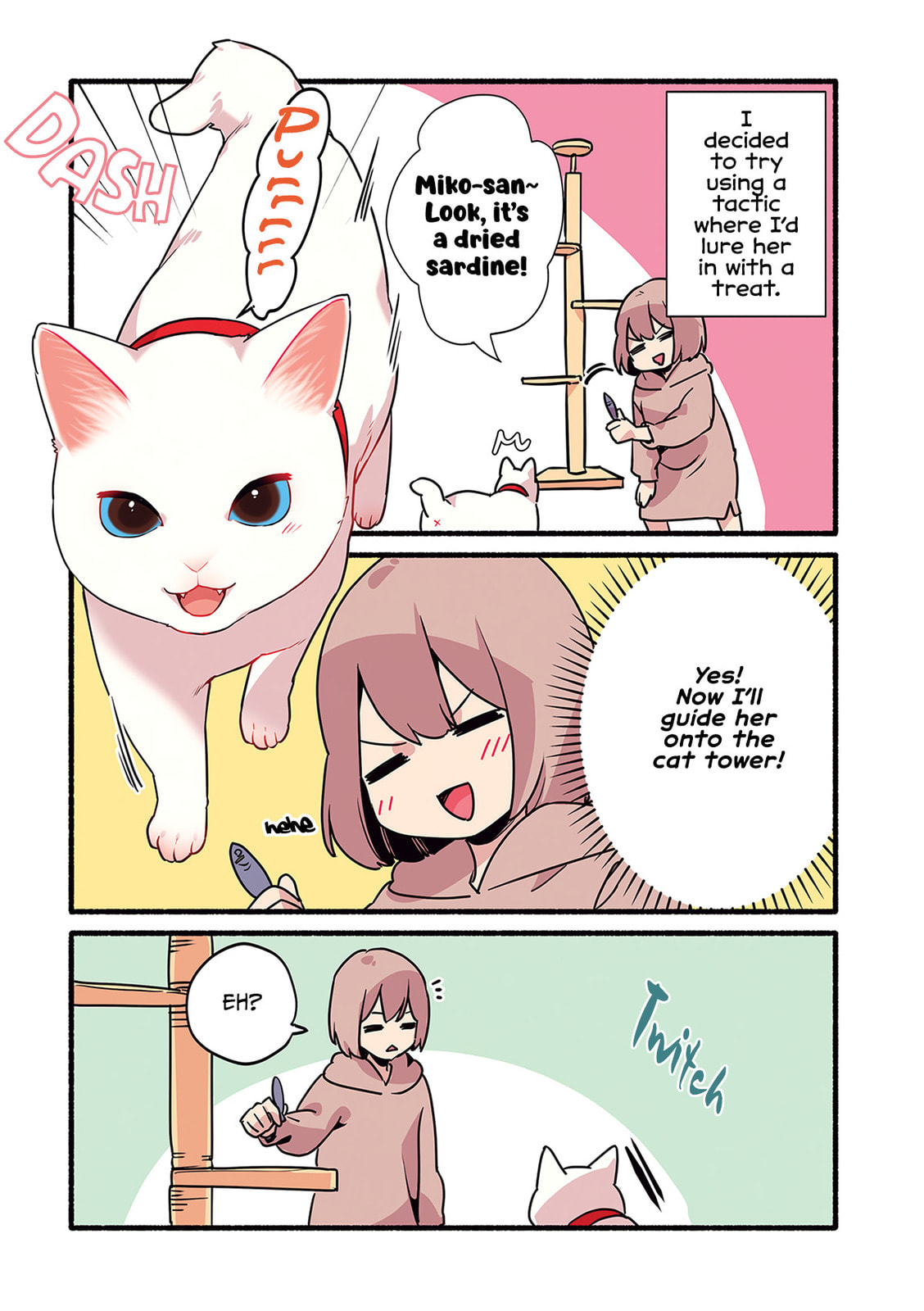 Miko, A White Cat That Wants To Be Loved