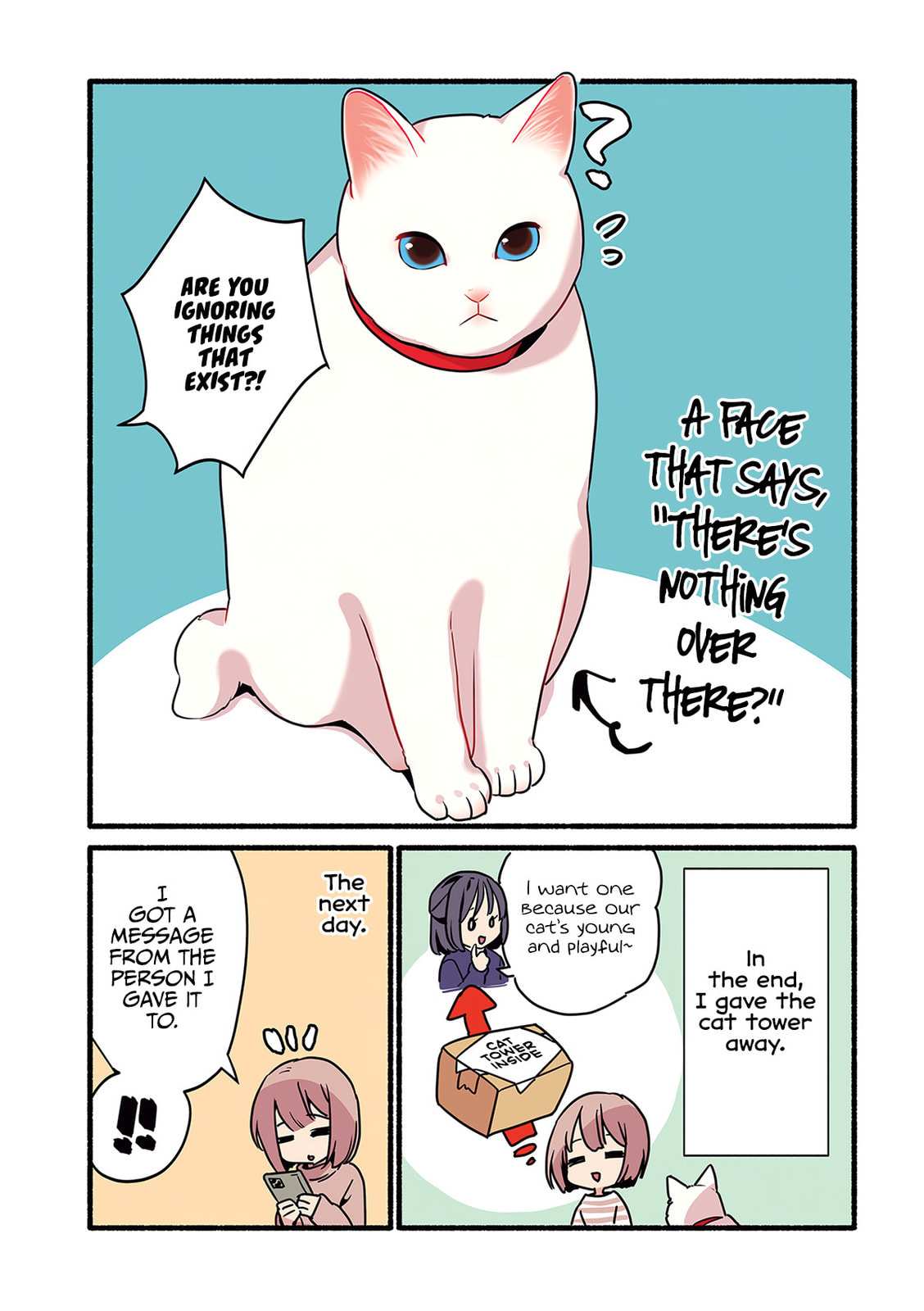 Miko, A White Cat That Wants To Be Loved