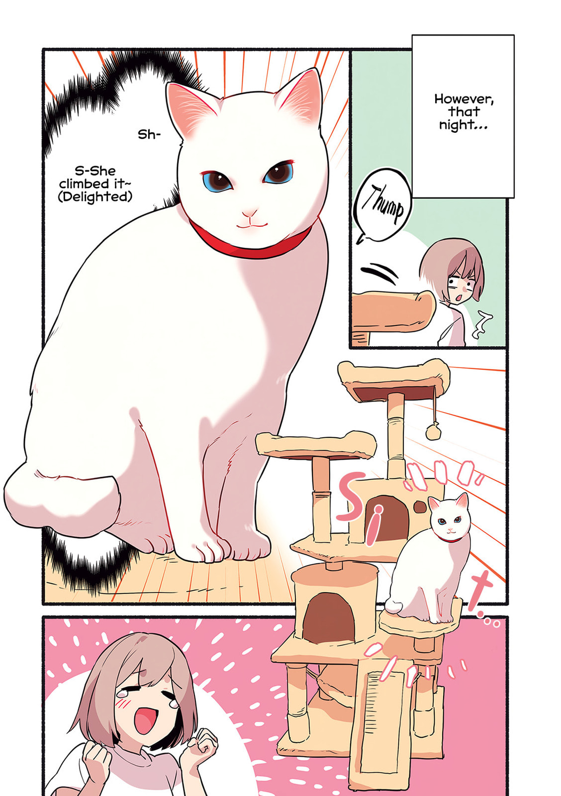 Miko, A White Cat That Wants To Be Loved