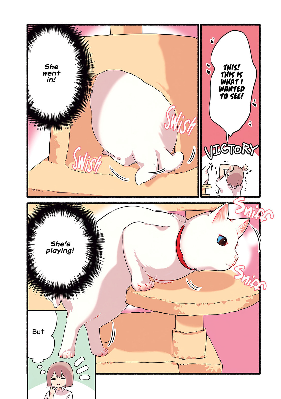 Miko, A White Cat That Wants To Be Loved