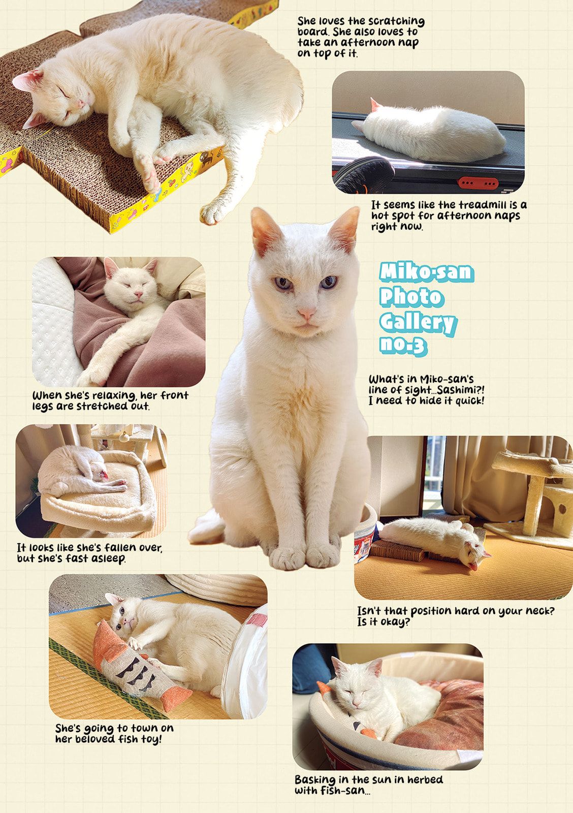 Miko, A White Cat That Wants To Be Loved