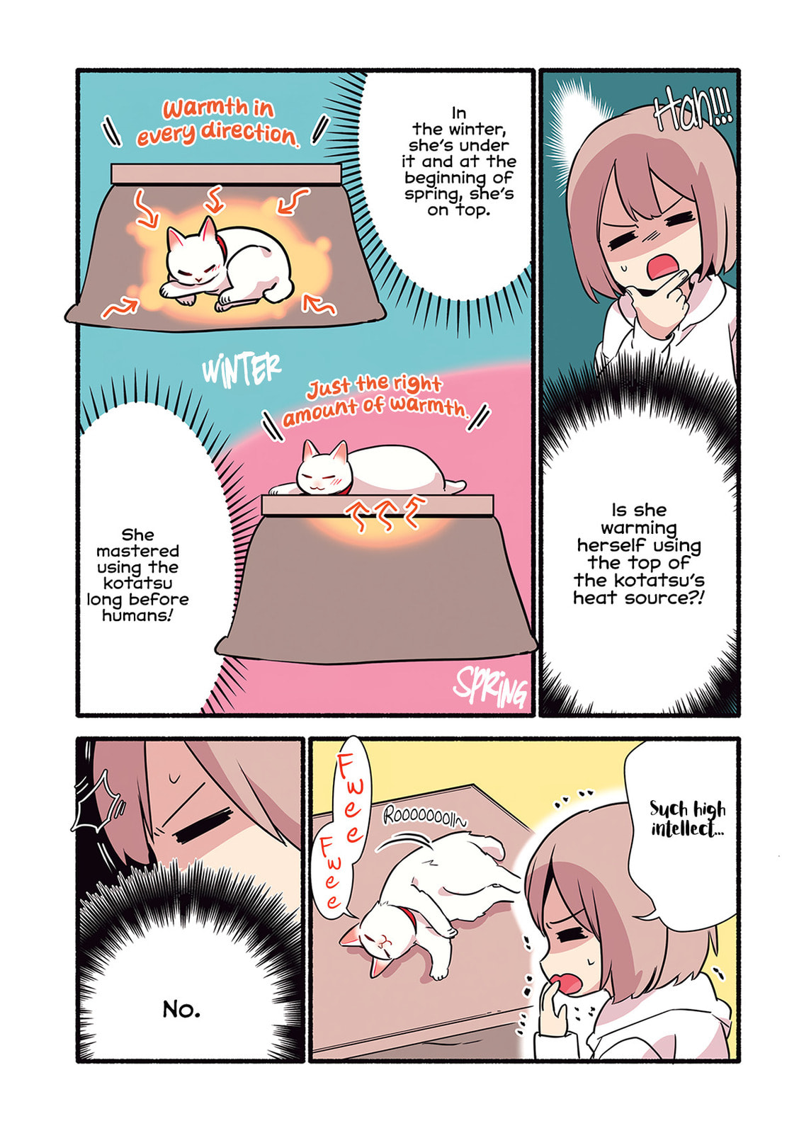 Miko, A White Cat That Wants To Be Loved