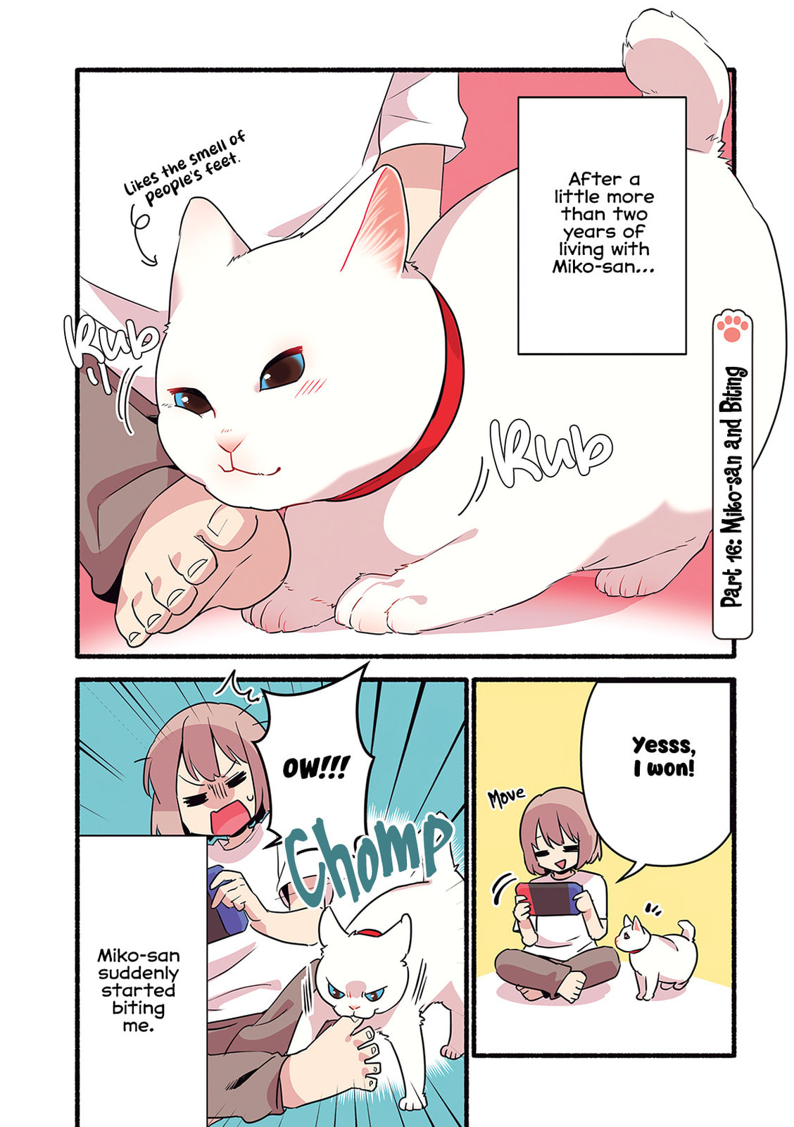 Miko, A White Cat That Wants To Be Loved