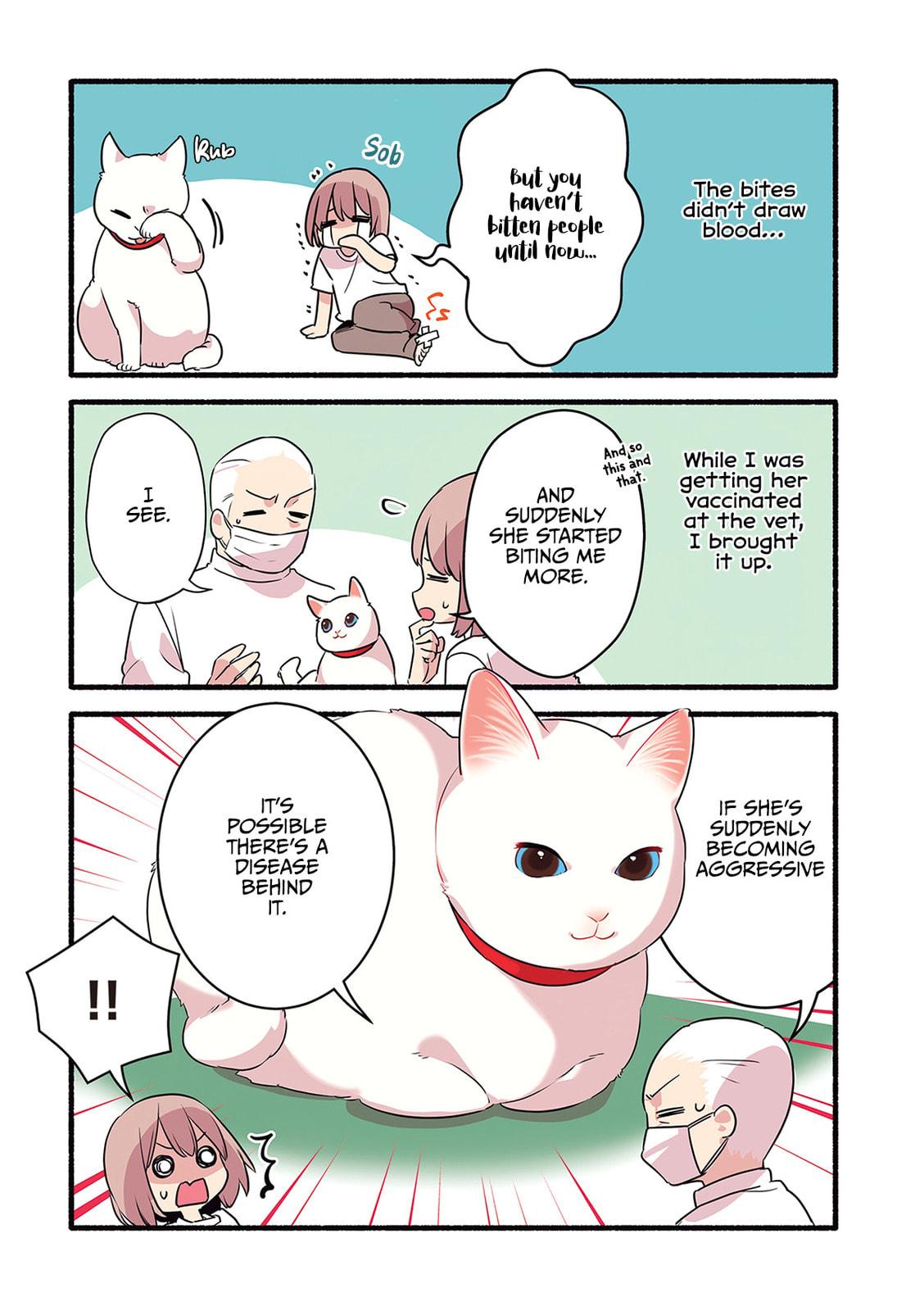 Miko, A White Cat That Wants To Be Loved