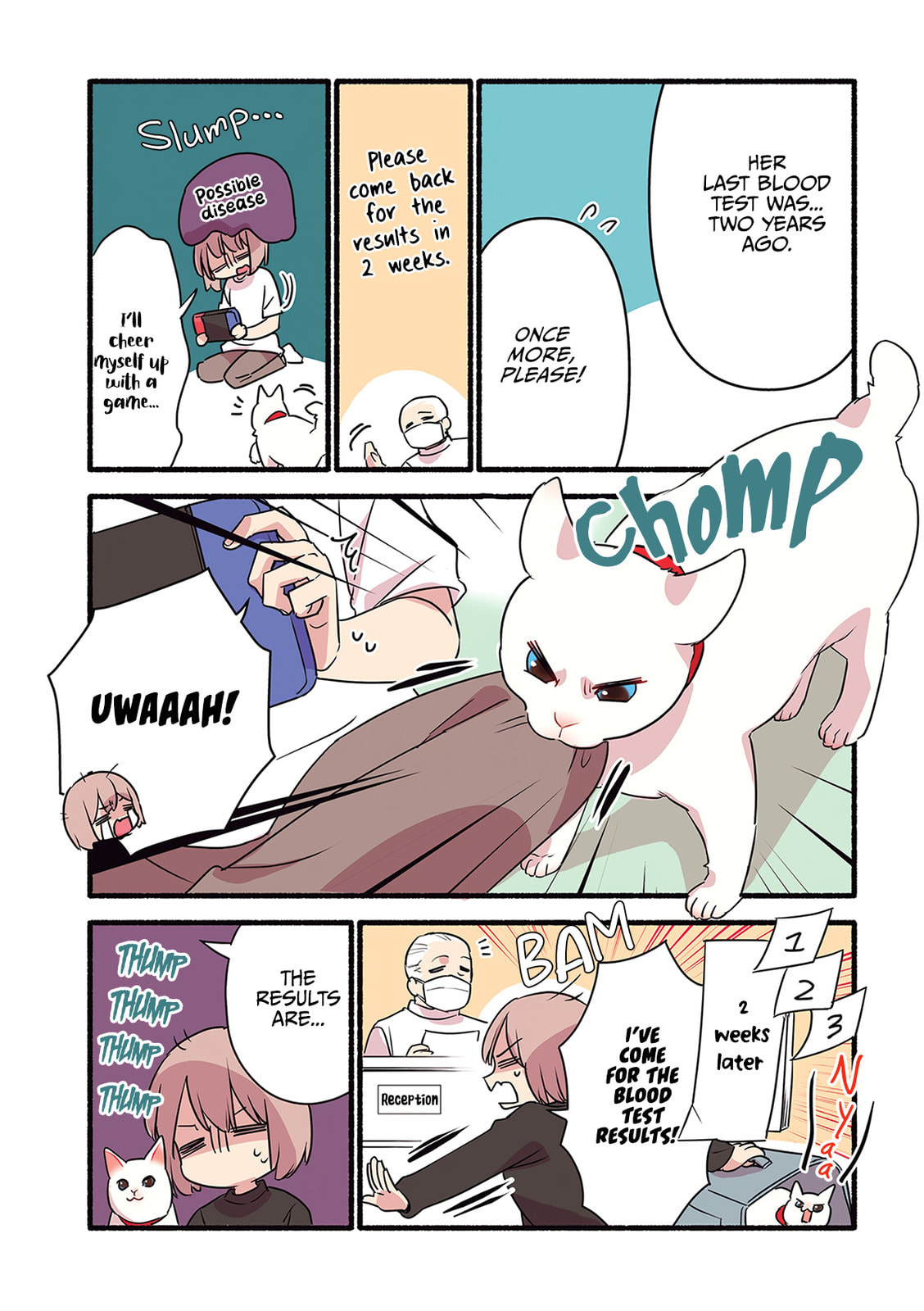 Miko, A White Cat That Wants To Be Loved