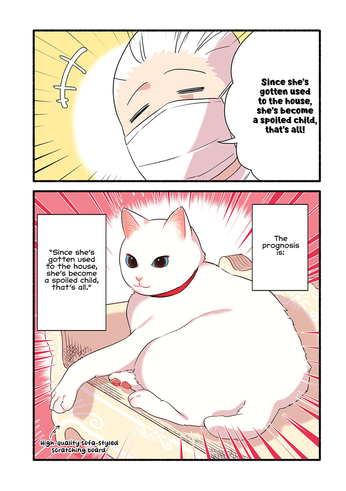Miko, A White Cat That Wants To Be Loved