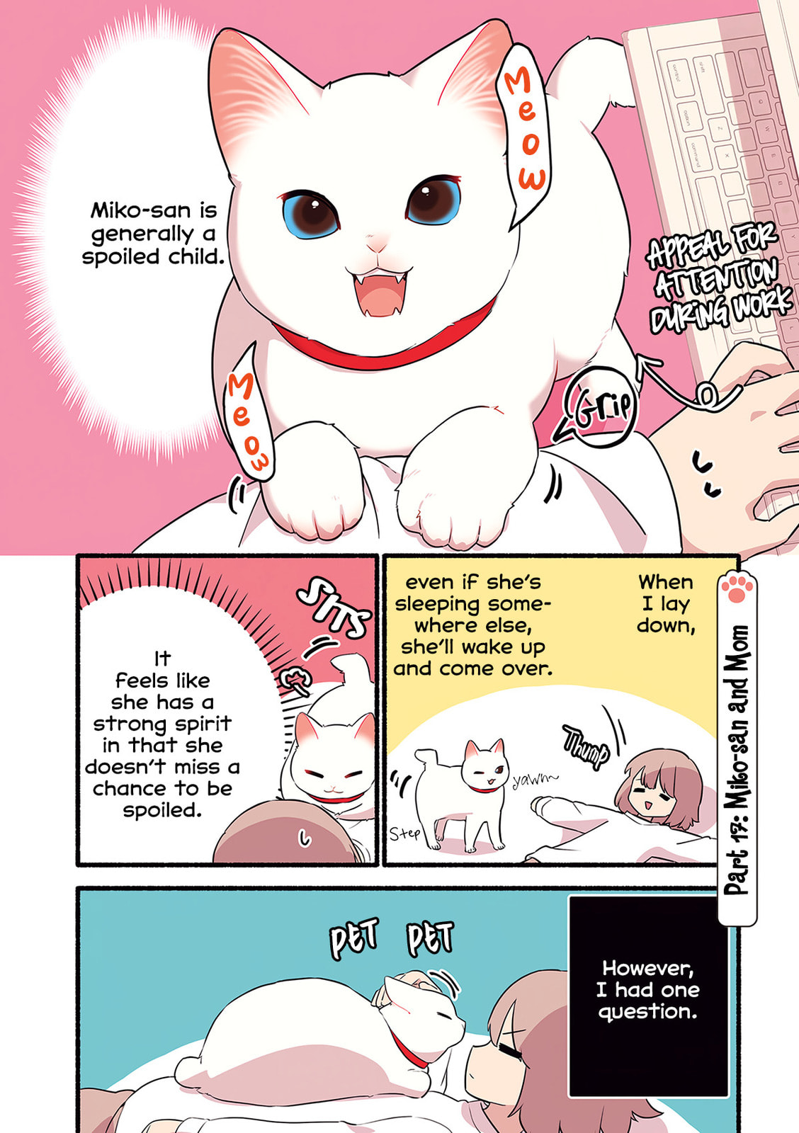 Miko, A White Cat That Wants To Be Loved