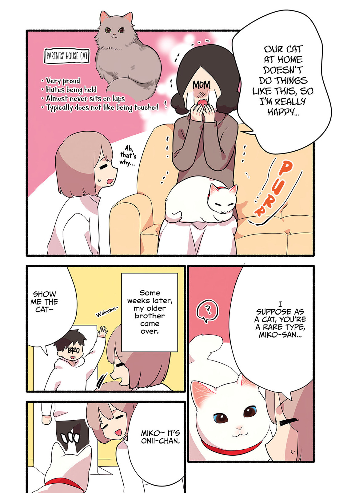 Miko, A White Cat That Wants To Be Loved