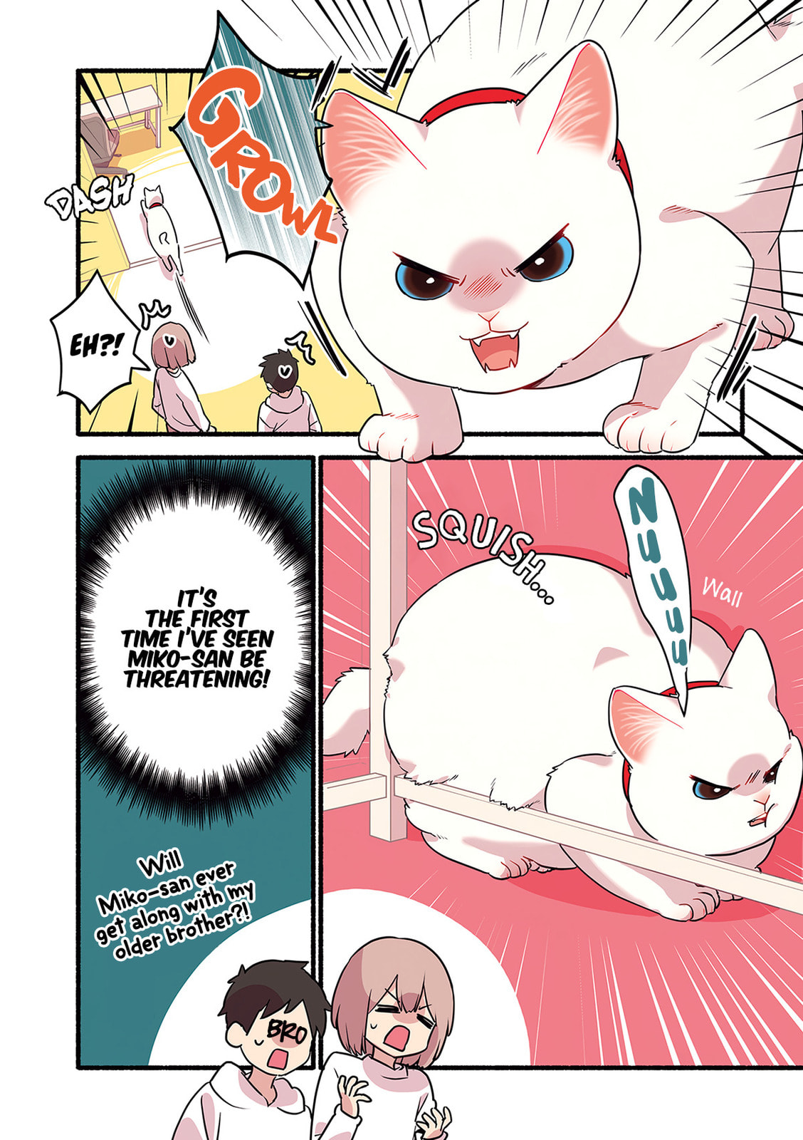 Miko, A White Cat That Wants To Be Loved