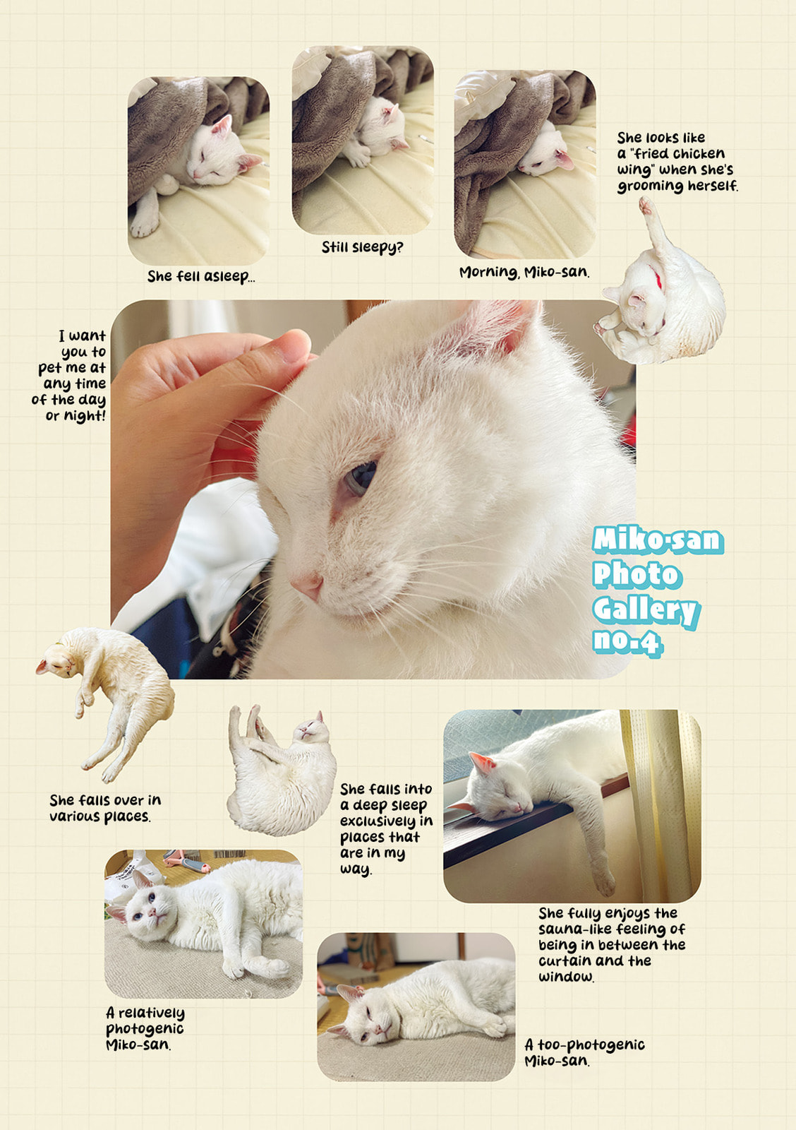 Miko, A White Cat That Wants To Be Loved
