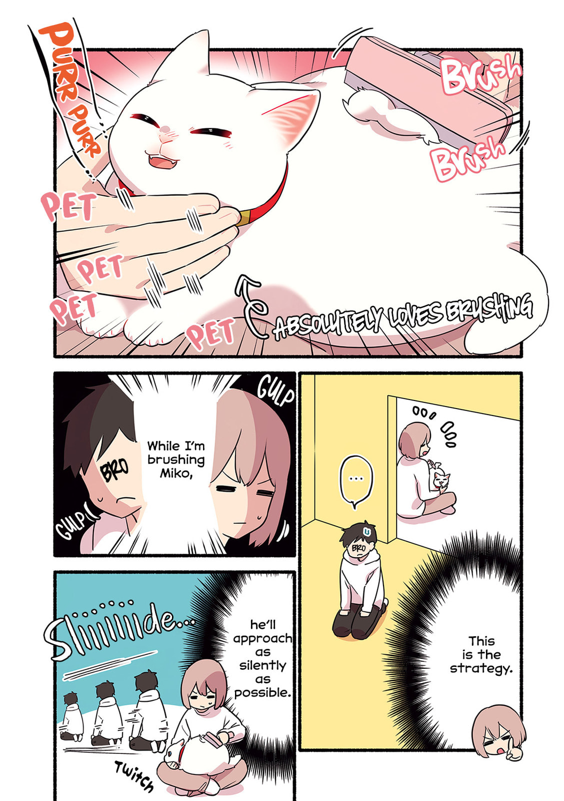 Miko, A White Cat That Wants To Be Loved