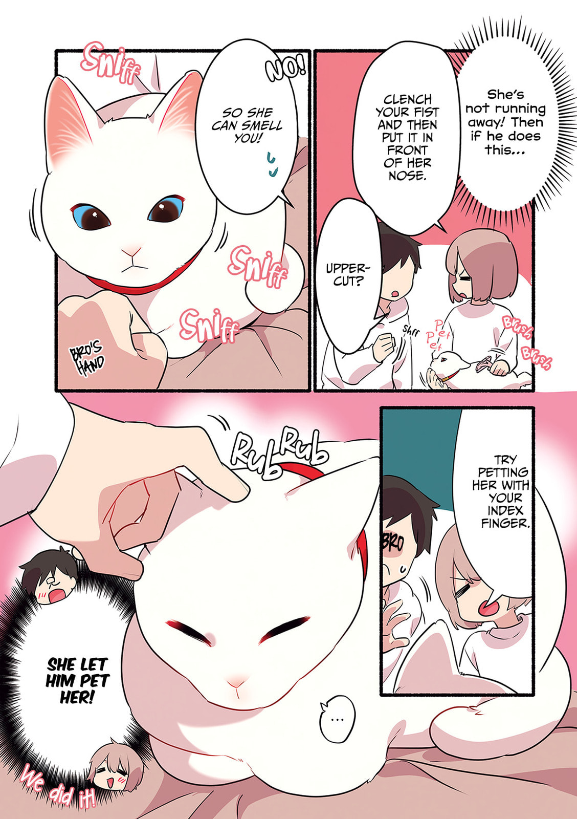 Miko, A White Cat That Wants To Be Loved