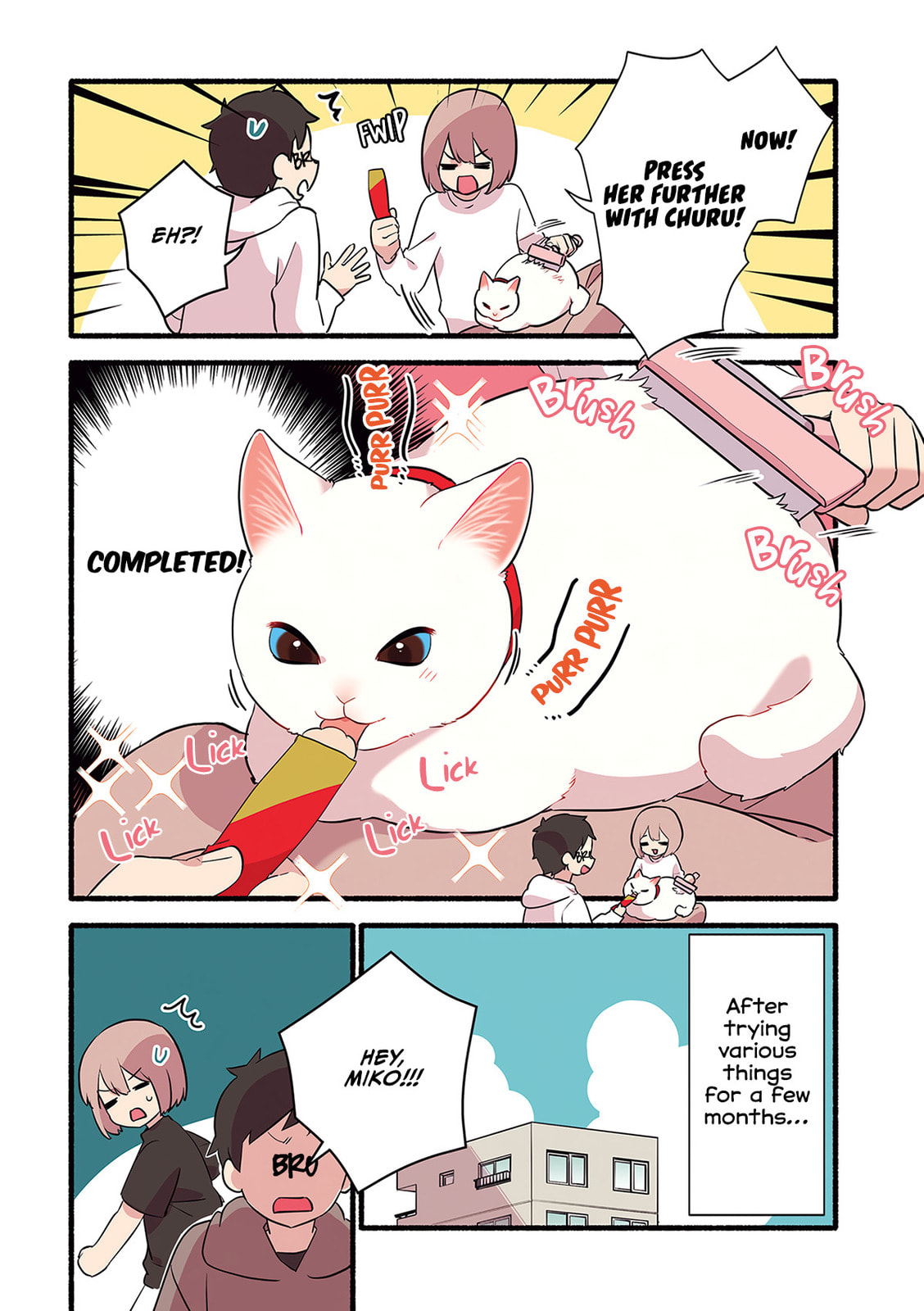 Miko, A White Cat That Wants To Be Loved