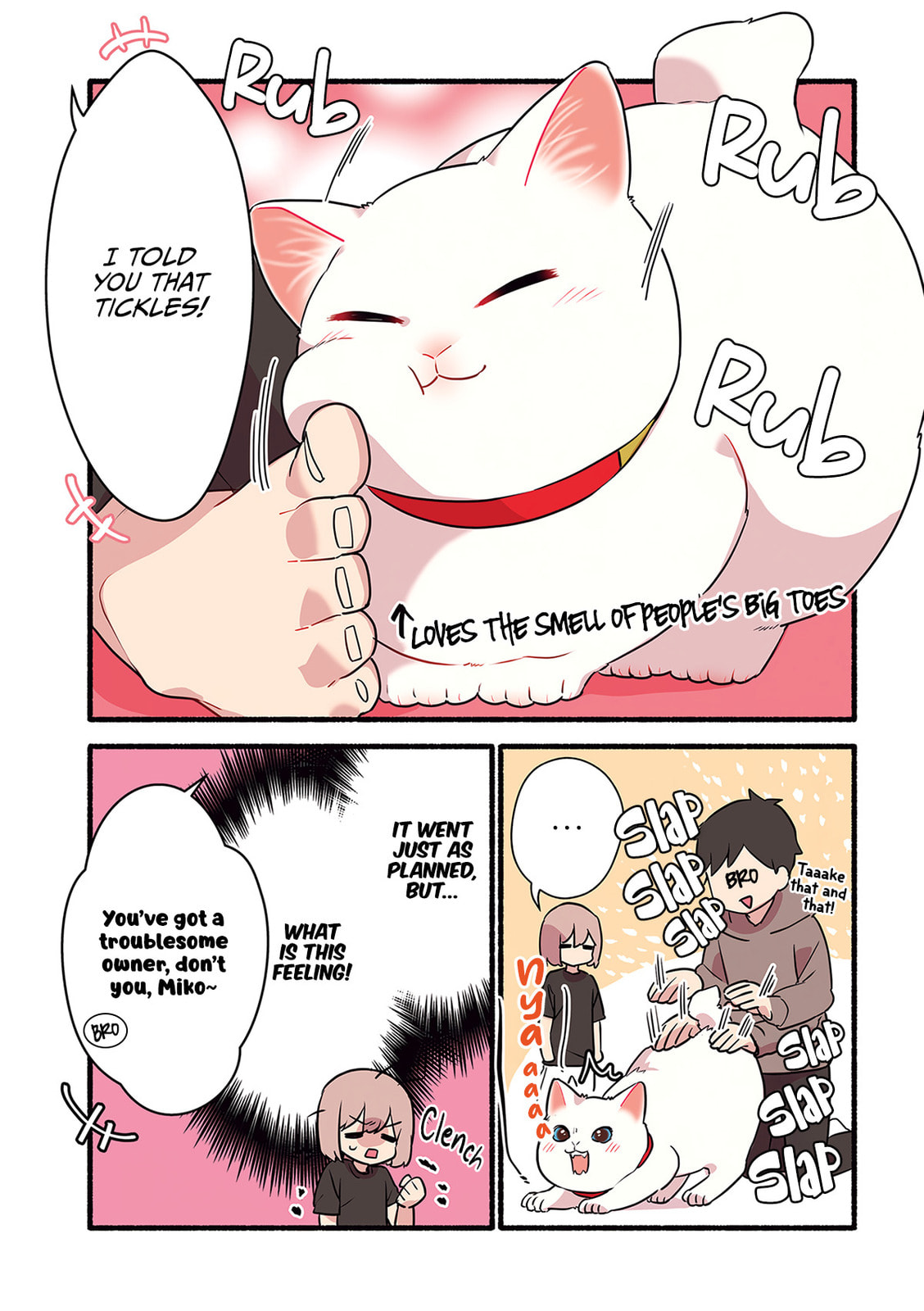 Miko, A White Cat That Wants To Be Loved