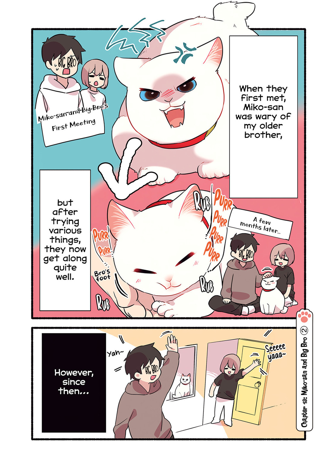 Miko, A White Cat That Wants To Be Loved