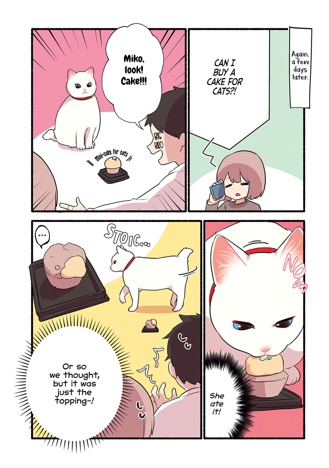 Miko, A White Cat That Wants To Be Loved