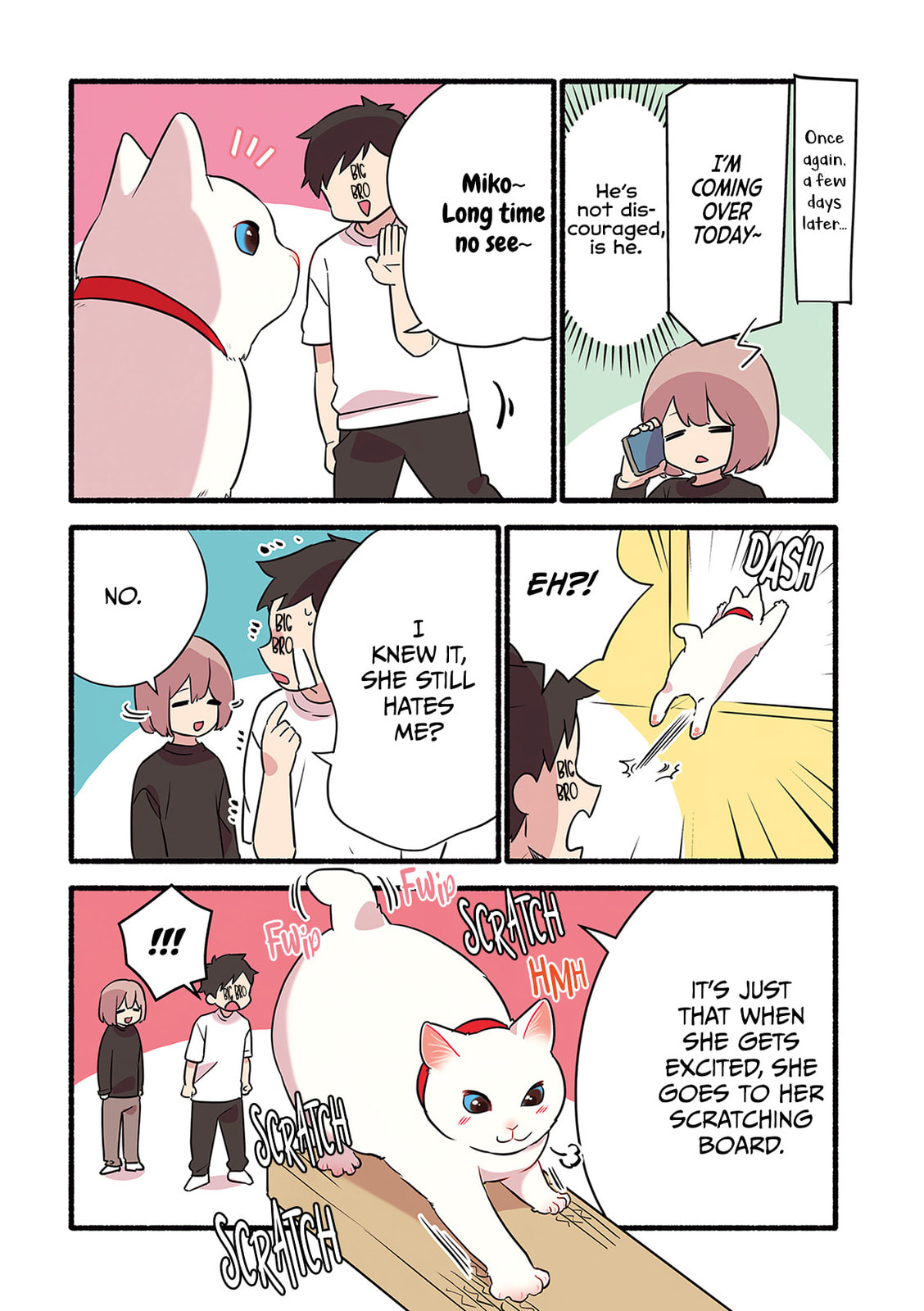 Miko, A White Cat That Wants To Be Loved