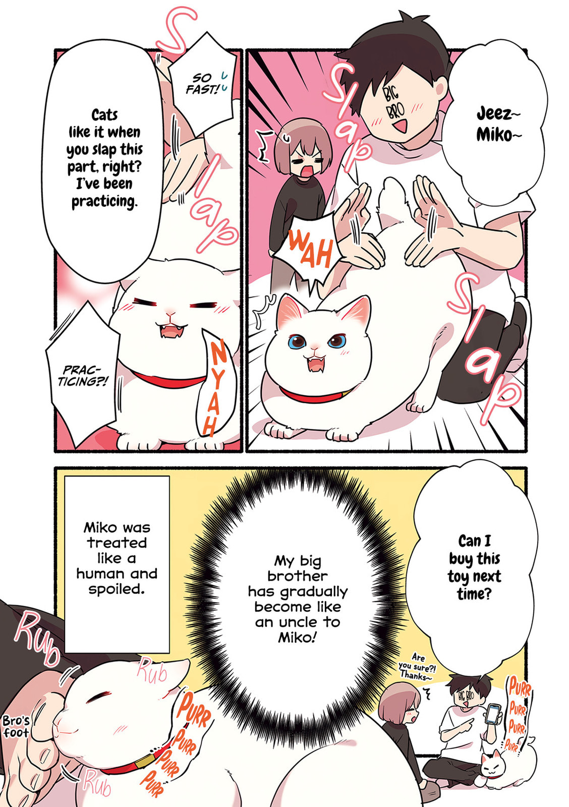 Miko, A White Cat That Wants To Be Loved