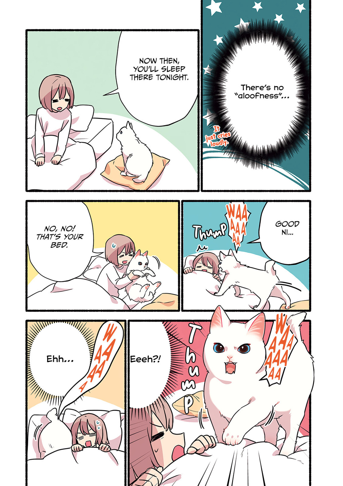 Miko, A White Cat That Wants To Be Loved