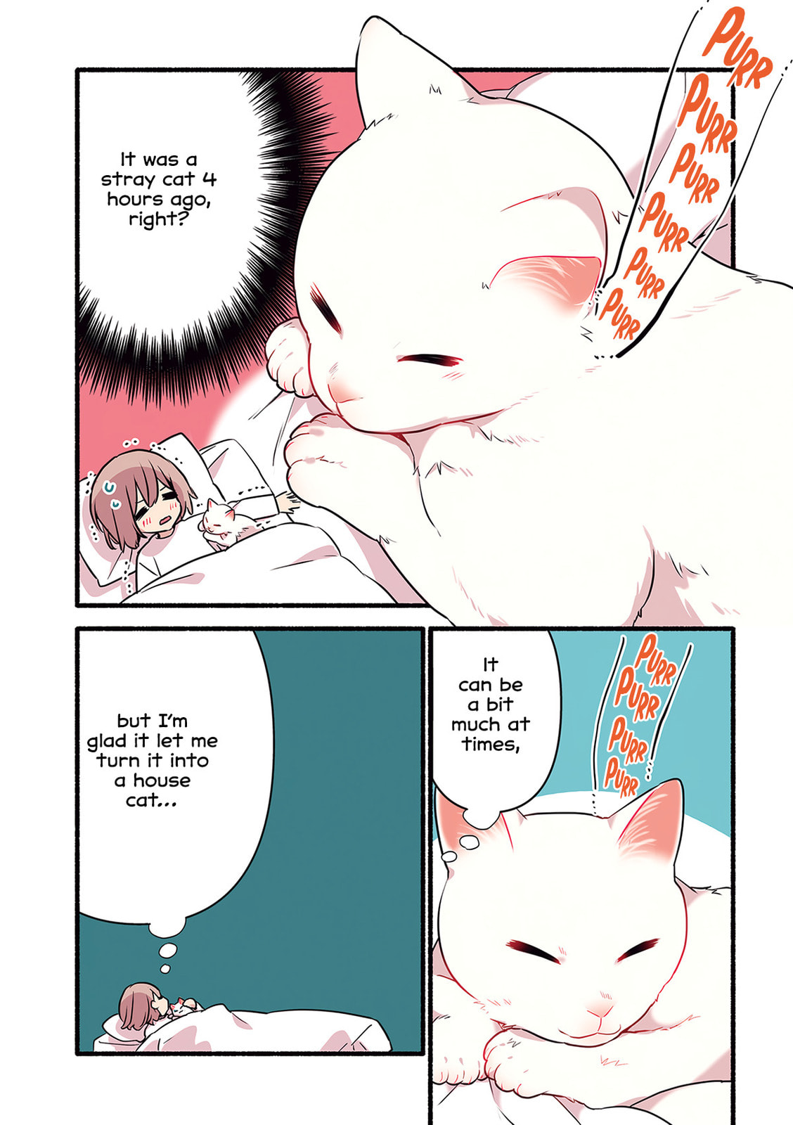 Miko, A White Cat That Wants To Be Loved