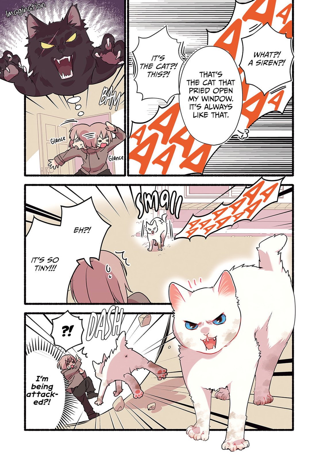 Miko, A White Cat That Wants To Be Loved