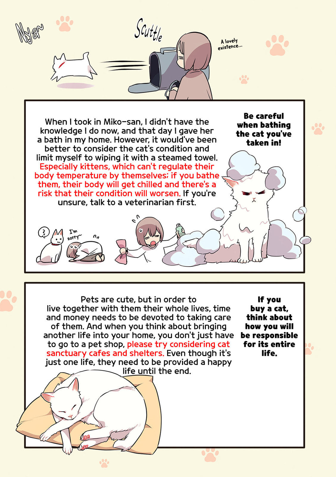 Miko, A White Cat That Wants To Be Loved